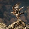 goldeneagle42