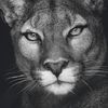 lioness_1813