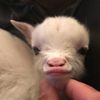 tinybbypuppy