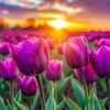 cappuccino_tulip