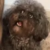 bpoboy