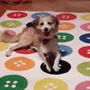 borysdobrypies