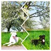 tina_with_her_dogs