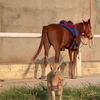 beedor_22222
