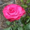 dhaneswari0608