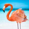 flamingoyaaa