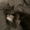 les_papillons_8i8