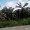 patucho0