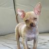 tankthechi
