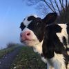 cowdia