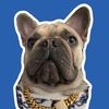 yogithefrenchiee