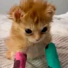 meow.tinh.nghich