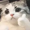 chimchimxprekr