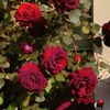 shahzadi_binte_islam