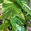 iloveplant1