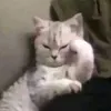 thatmthfvkingshit