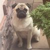 sobakedyy_pug