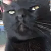 thecatblack616_