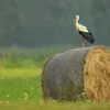 albertspolaks