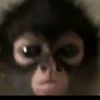 baboh_7