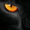chatnoir0761