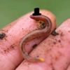 mr.squirmy.worm