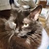 jazzcatjc1