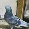 dyfktmhggere