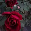 usertwcxozam7s