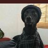 doginabeanie