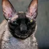 bulkaqwq2