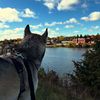 huskykisses_