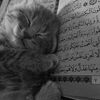 miawevss