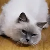 yue_kain