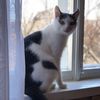 bonya_happycat