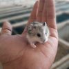 hamster_lampung.com