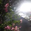 camilegomes17