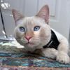 Casper🐱