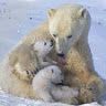 polargamingyy