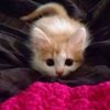 meowmeowmeowcats123