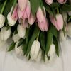 hajorr_6