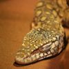 da_sneks