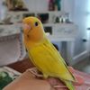 zam_lovebird