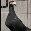 ابو يوسف