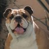 pepita.bulldog