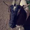 nik_ola_05