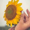estrelaguia99