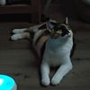 furrmom4_2