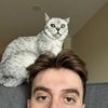 bllyhllngshd