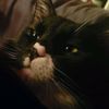 fathappykat360